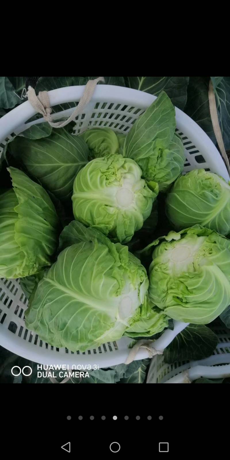 甘篮