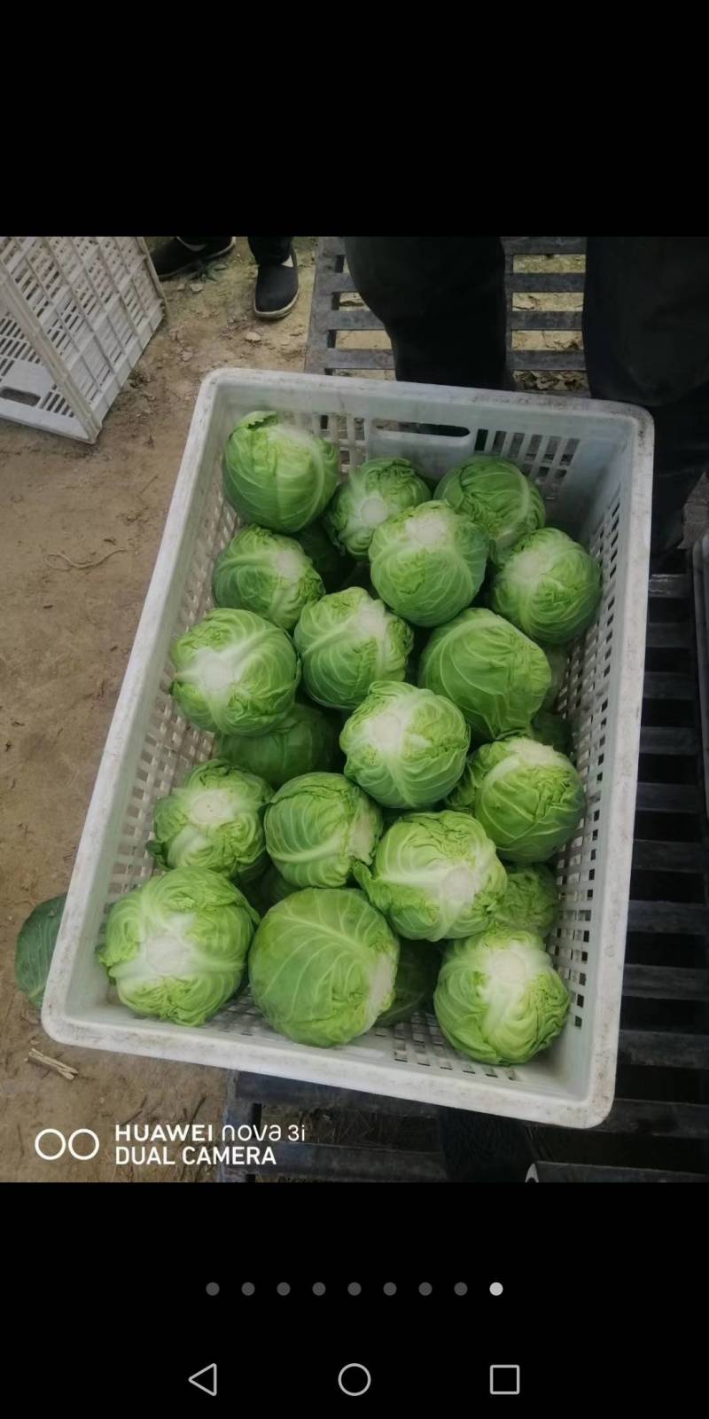 甘篮
