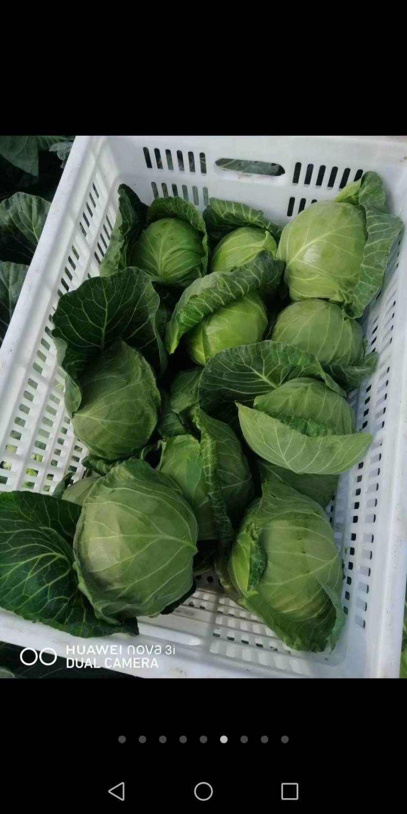 甘篮