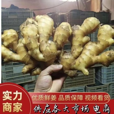 山西圆头大黄姜产地一手货源批发批发！窖藏，风干姜、水洗姜