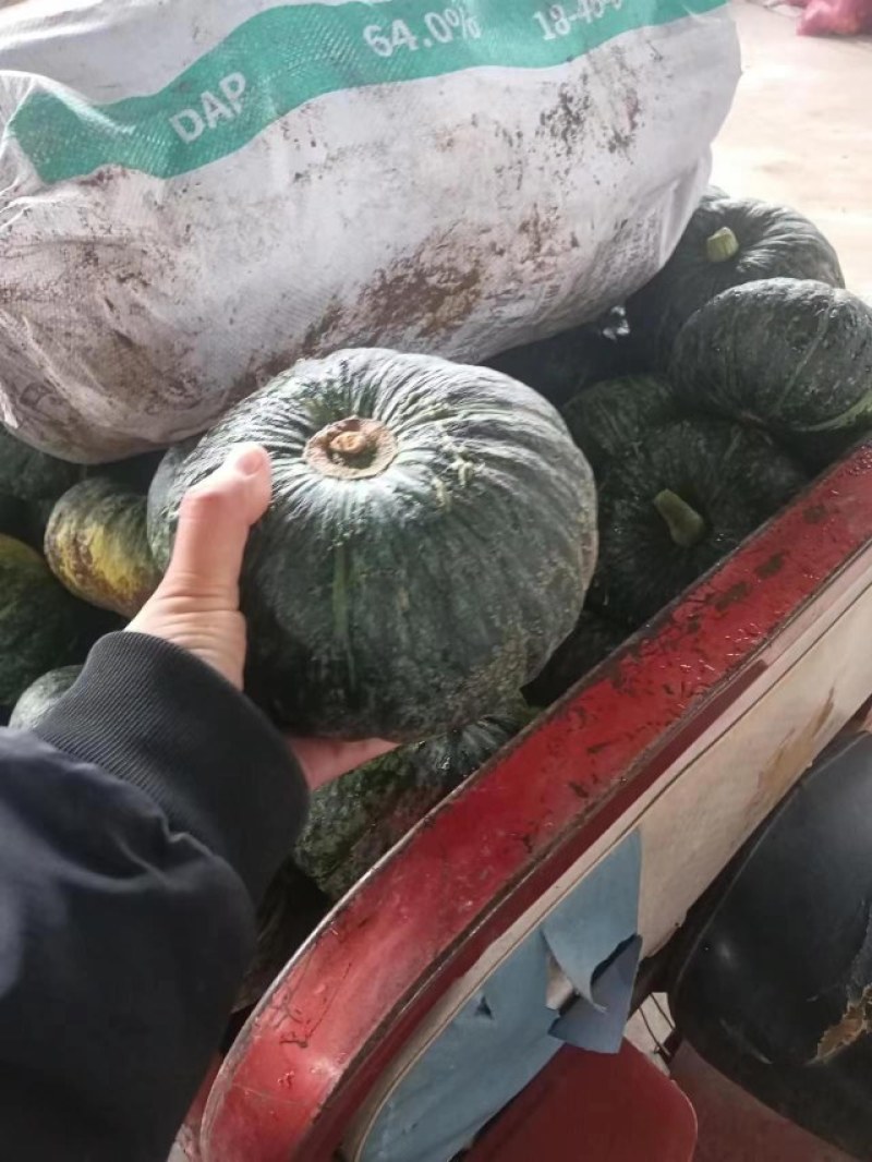 南瓜有货