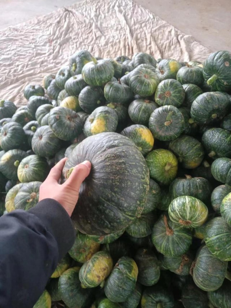 南瓜有货