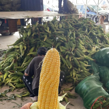 太阳花甜玉米大量上市