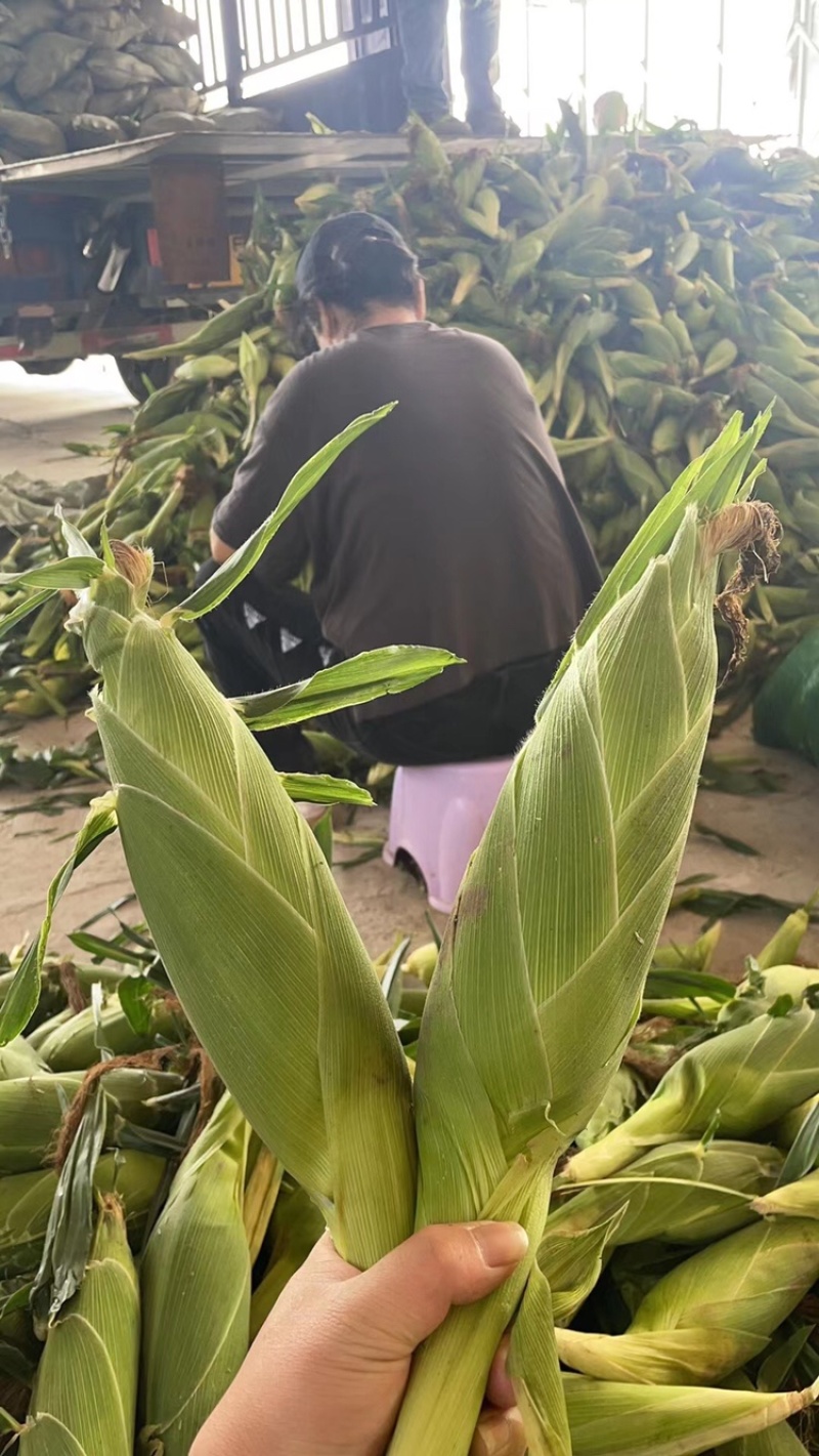 太阳花甜玉米大量上市