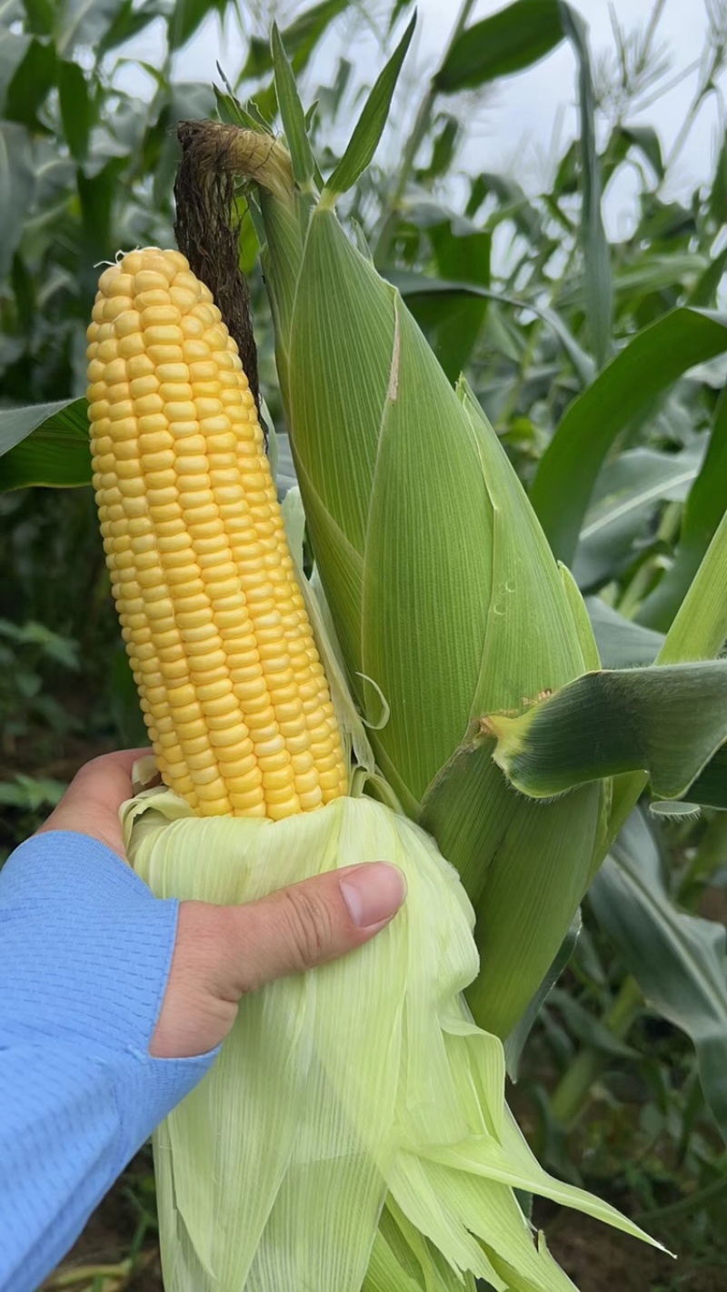 太阳花甜玉米大量上市