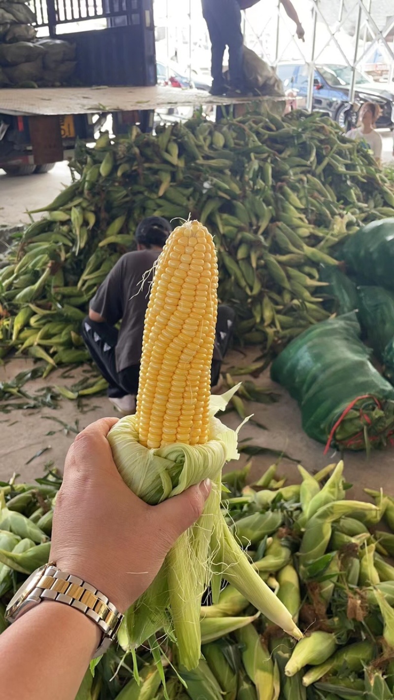 太阳花甜玉米大量上市