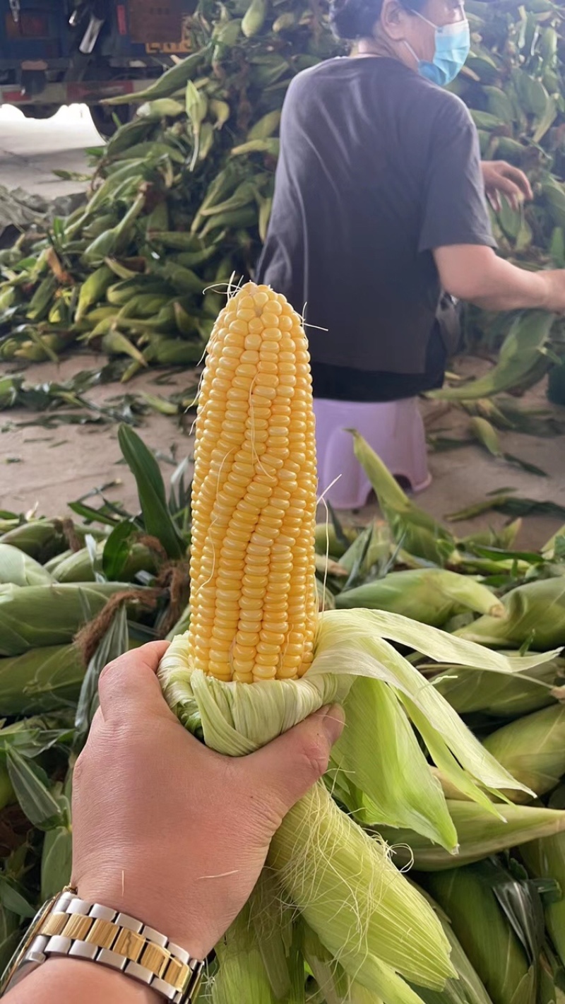 太阳花甜玉米大量上市