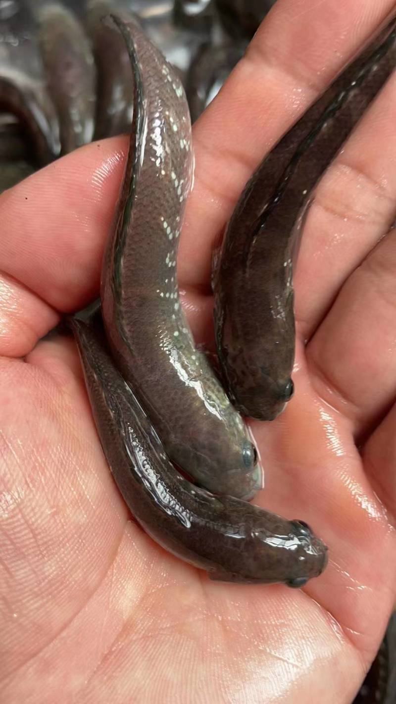 七星鱼苗山斑鱼苗月鳢鱼苗花星鱼苗生鱼苗黑鱼苗