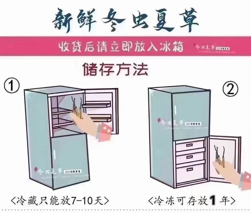 新鲜冬虫夏草