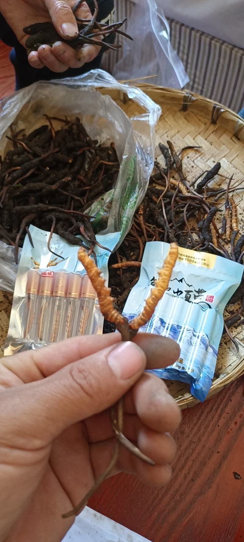 新鲜冬虫夏草