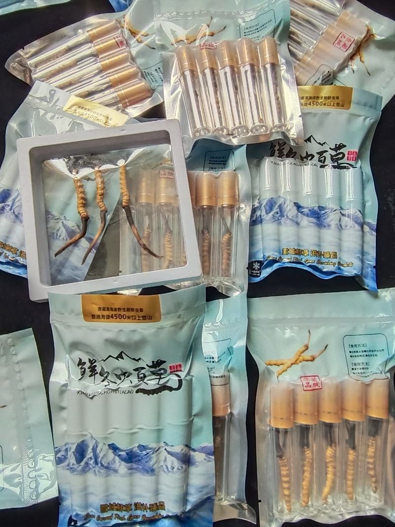 新鲜冬虫夏草