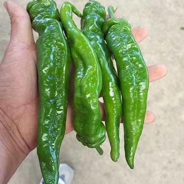 螺丝椒