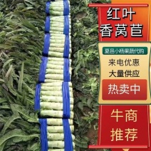 【推荐】精品红叶莴苣产地一手货源诚信合作量大优惠