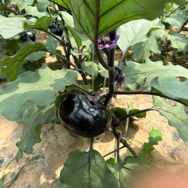 河北邯郸圆茄大量上市，对接超市平台电商，大量现货，货源充