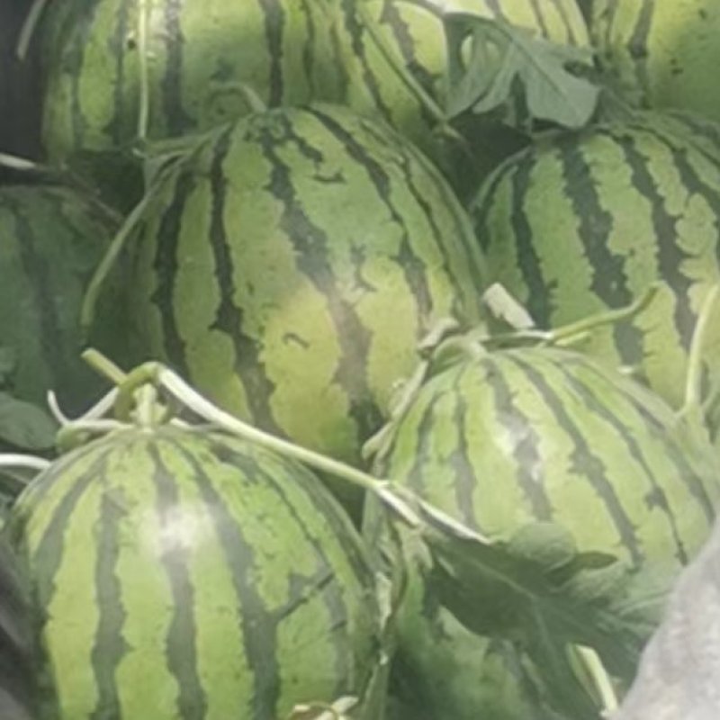 《甜王西瓜》绿皮黑皮甜王产地一手货源对接全国客商质量三包