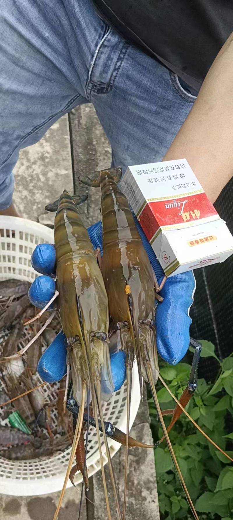 罗氏沼虾苗罗氏虾苗大头虾苗纯淡水养殖青虾苗泰国原种苗