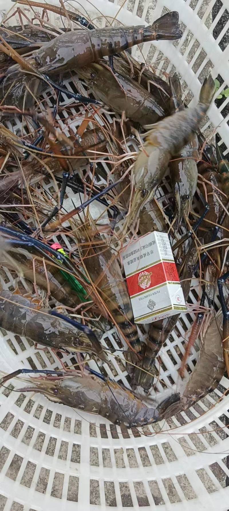 罗氏沼虾苗罗氏虾苗大头虾苗纯淡水养殖青虾苗泰国原种苗