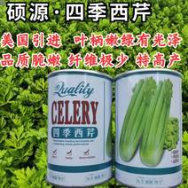 四季西芹种子北京硕源嫩绿梗芹菜种子高产耐热文图拉芹菜种子