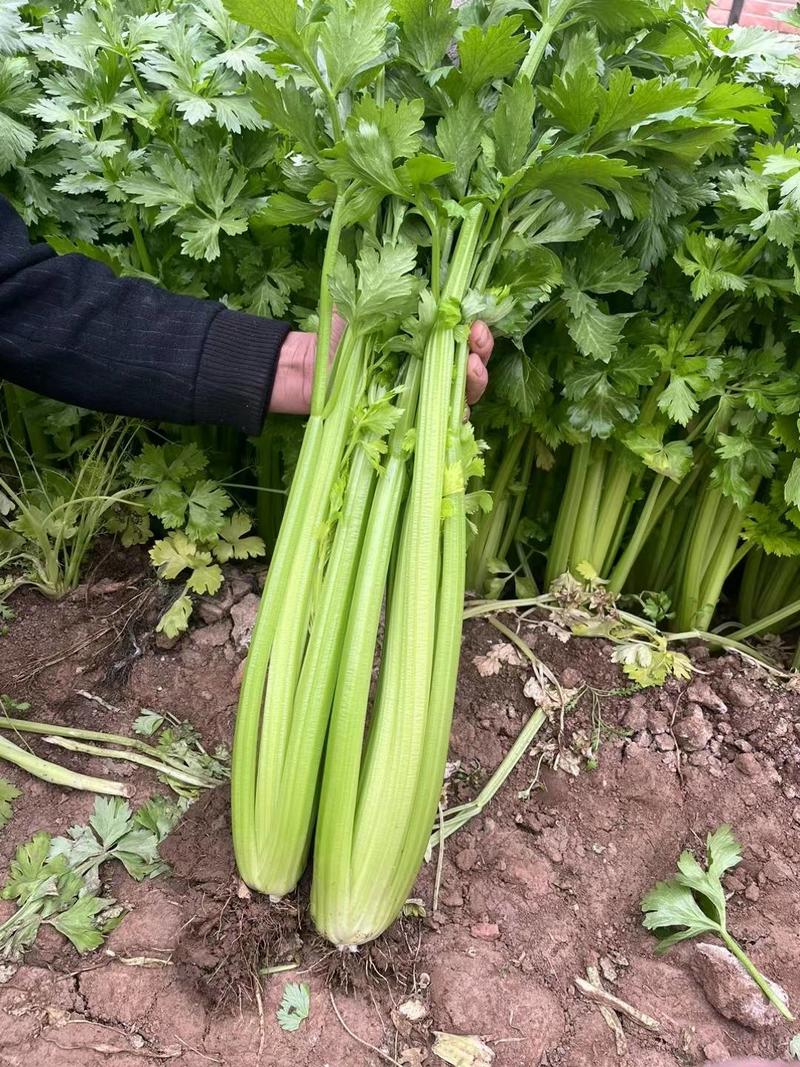 四季西芹种子北京硕源嫩绿梗芹菜种子高产耐热文图拉芹菜种子