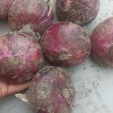 玫瑰红早熟洋葱