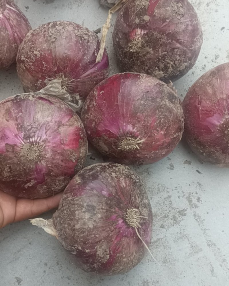 玫瑰红早熟洋葱