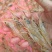 【推荐】罗氏沼虾苗草虾苗河虾苗,欢迎各位老板议价