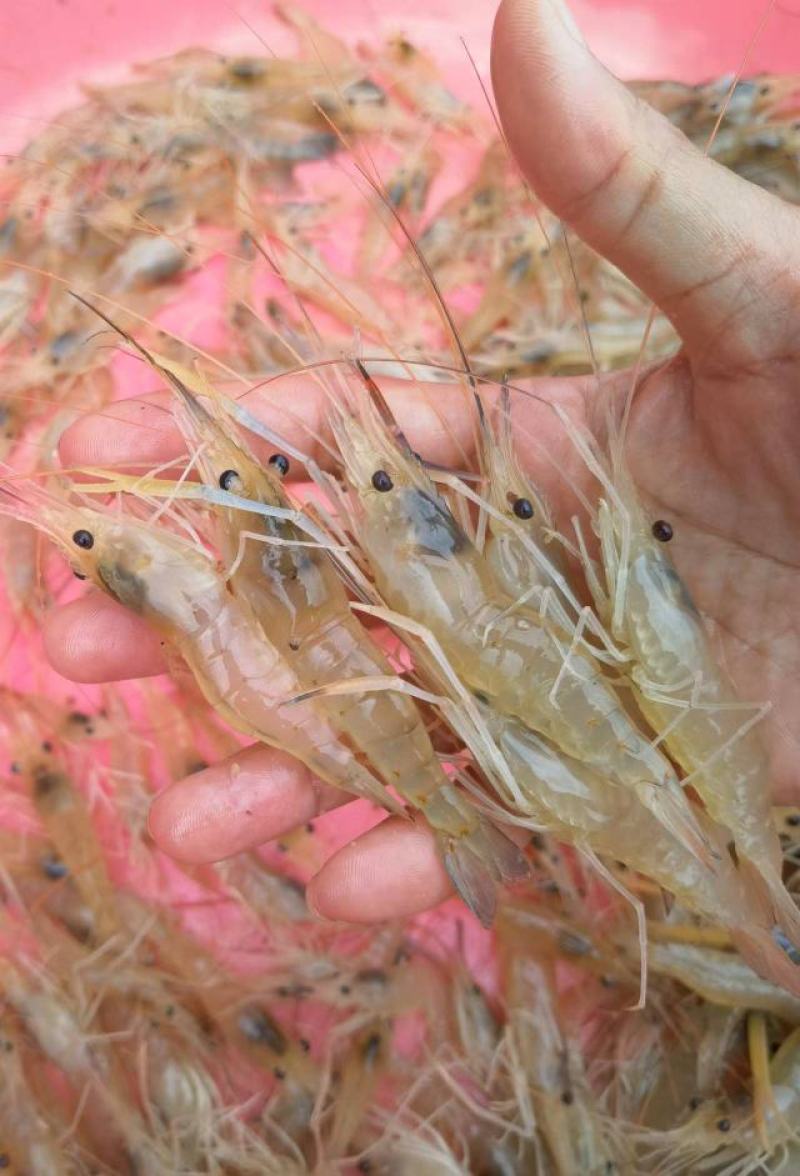 【推荐】罗氏沼虾苗草虾苗河虾苗，欢迎各位老板议价