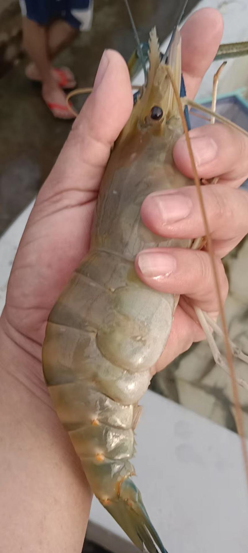 【推荐】罗氏沼虾苗草虾苗河虾苗，欢迎各位老板议价