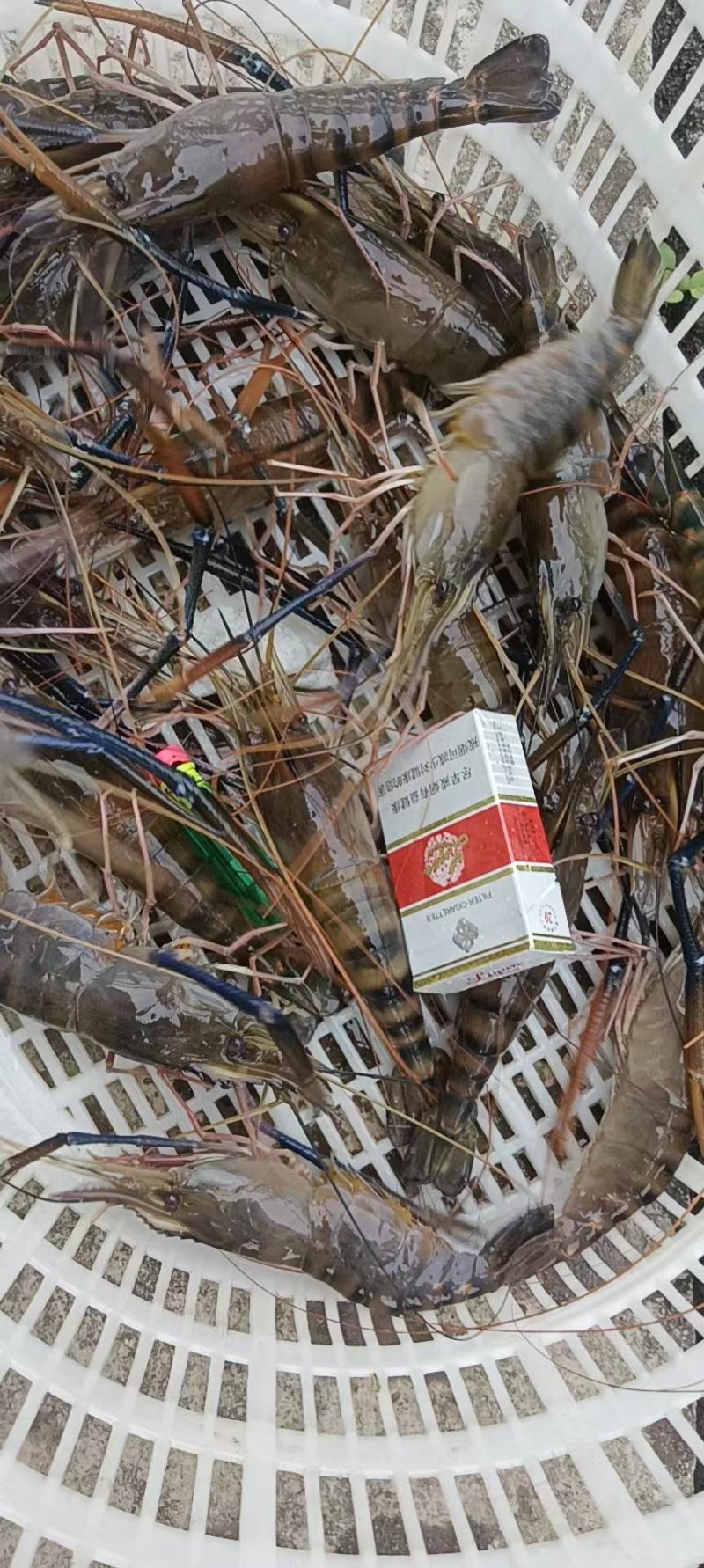 【推荐】罗氏沼虾苗草虾苗河虾苗，欢迎各位老板议价