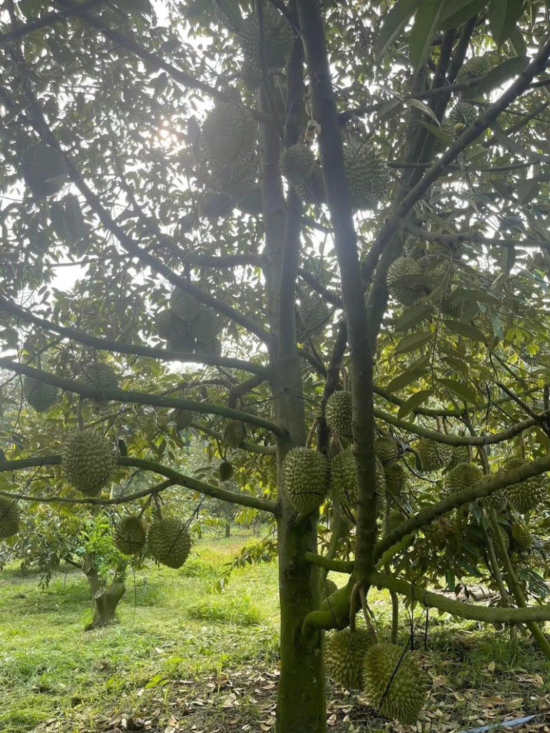 越南金枕榴莲产地直发关口直接大量现货价格优惠