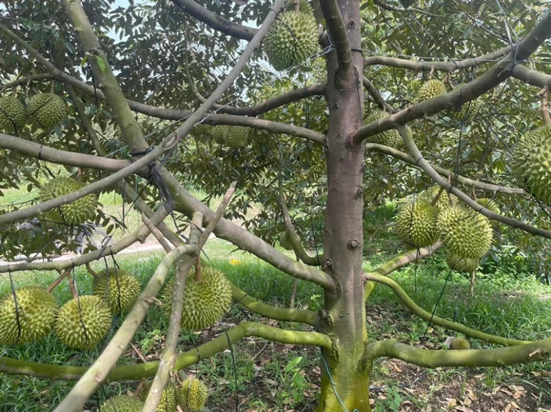 越南金枕榴莲产地直发关口直接大量现货价格优惠