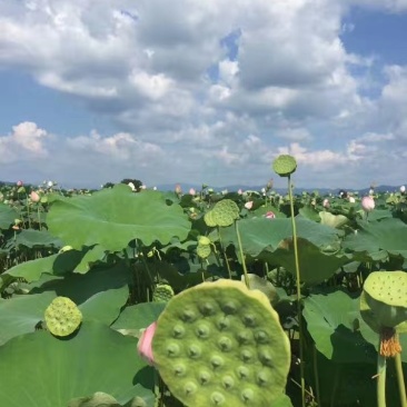 海吉星市场嫩莲蓬大量发货基地直供青莲蓬供应