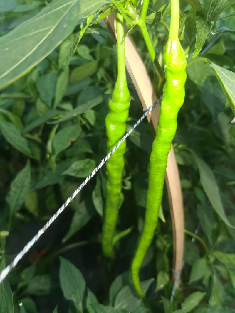 湛江精品3号8号线椒大量上市！产地实发可支持视频看货！