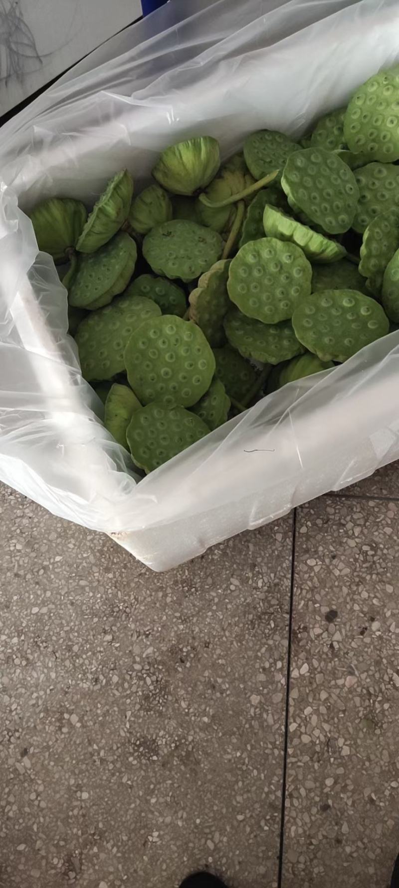 海吉星市场嫩莲蓬大量发货基地直供青莲蓬供应