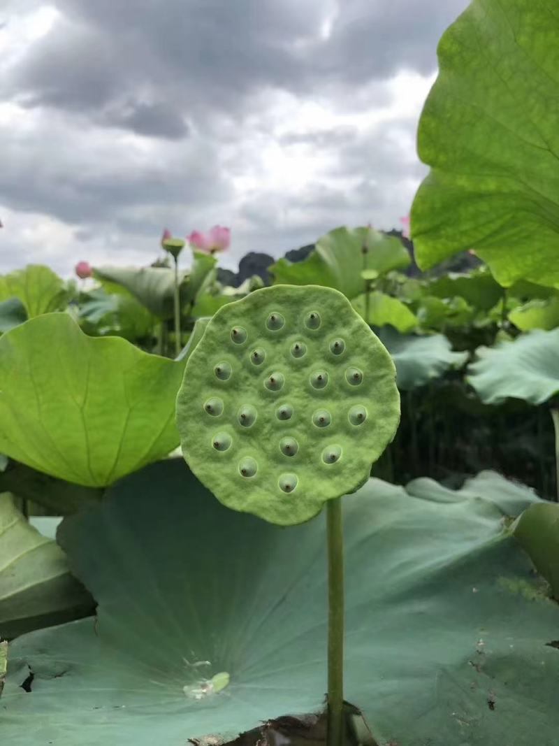 海吉星市场嫩莲蓬大量发货基地直供青莲蓬供应