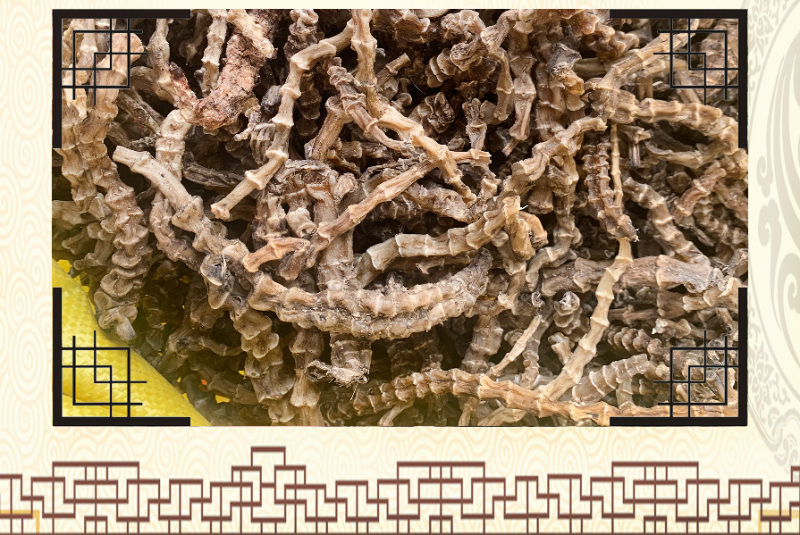 虫草参地蚕草石蚕地参现货批发竹节参厂家批发一手货源陈纪松