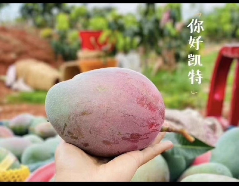 攀枝花芒果，开始出售啦，一件也代发果肉饱满，有意者联系