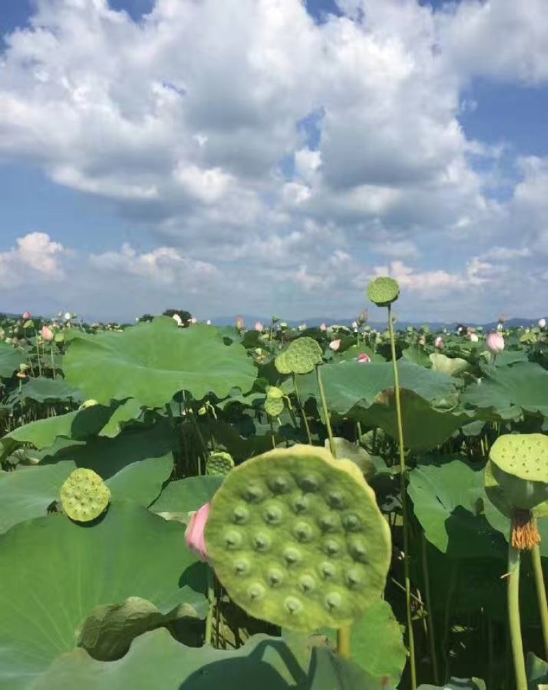 新发地市场鲜莲蓬，鲜白莲，青莲蓬，嫩莲蓬大量供应