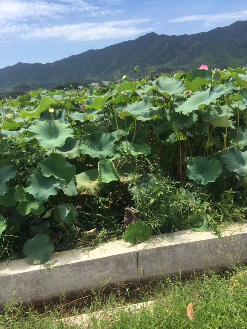 新发地市场鲜莲蓬，鲜白莲，青莲蓬，嫩莲蓬大量供应