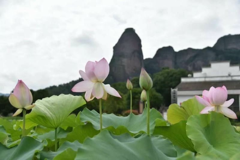 新发地市场鲜莲蓬，鲜白莲，青莲蓬，嫩莲蓬大量供应