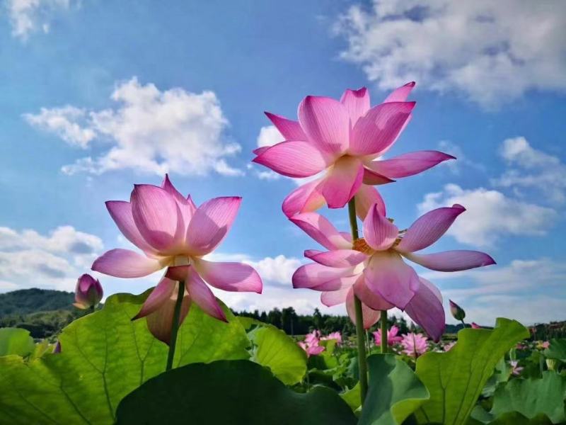 新发地市场鲜莲蓬，鲜白莲，青莲蓬，嫩莲蓬大量供应