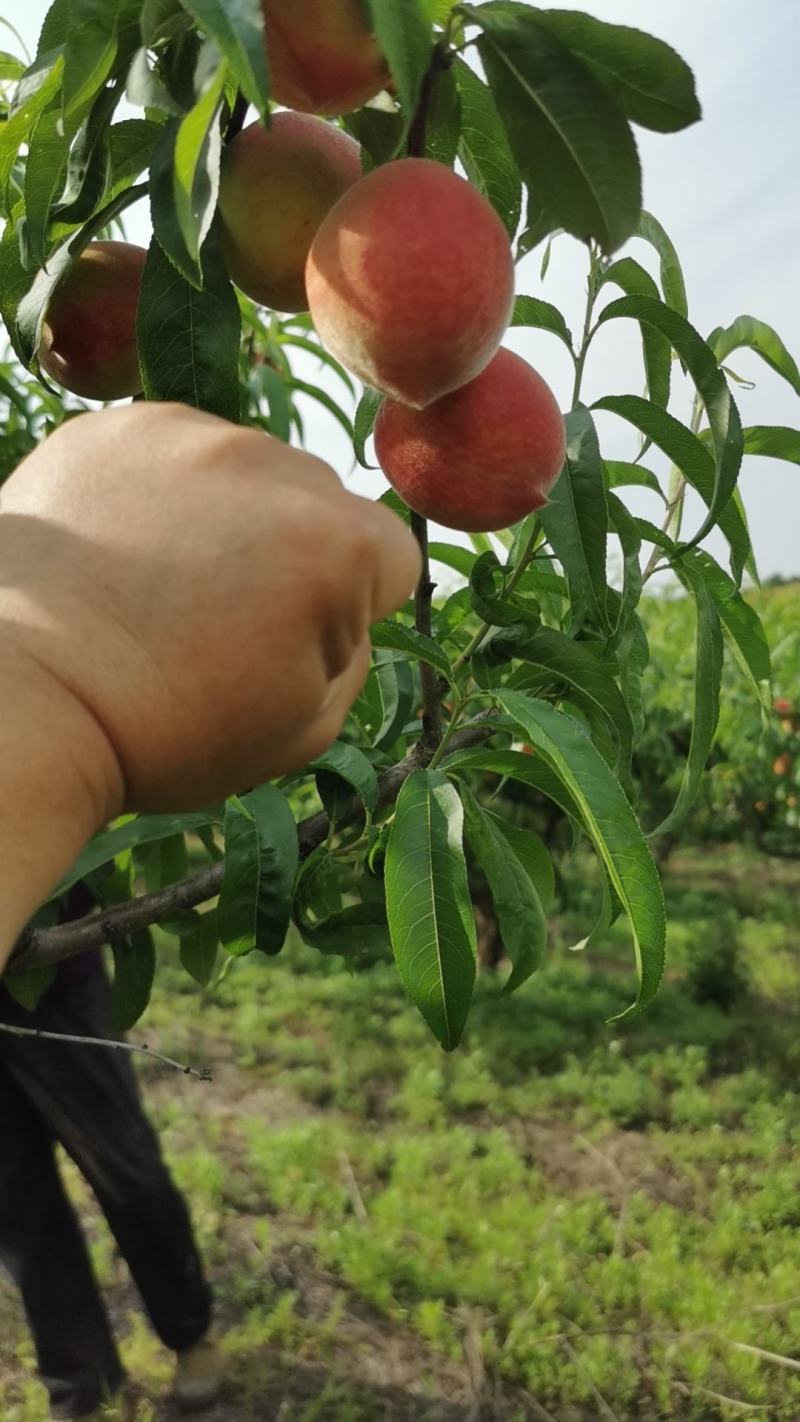 露天毛桃特早红小红桃红不软，市场电商货