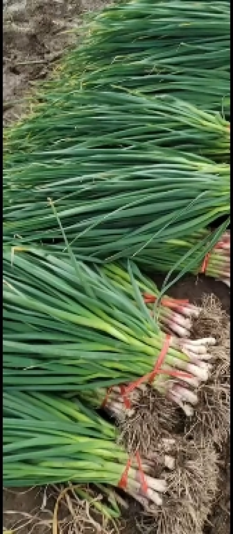 精品蒜苗，产地一手货源价格美丽，关系各位老板订购