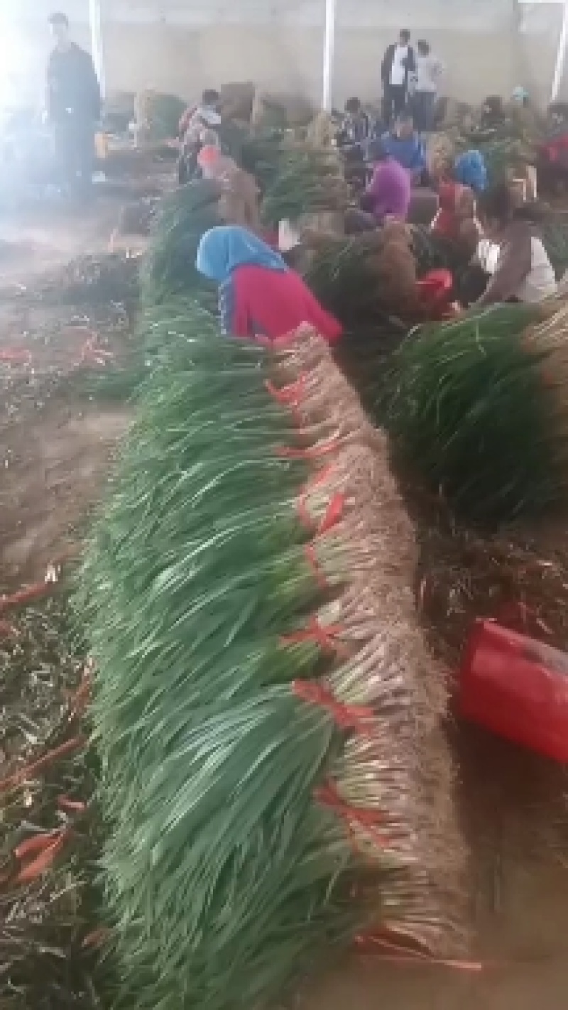 精品蒜苗，产地一手货源价格美丽，关系各位老板订购