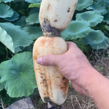 云南莲藕大量上市，保证质量，货源充足。