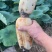 云南莲藕大量上市，保证质量，货源充足。