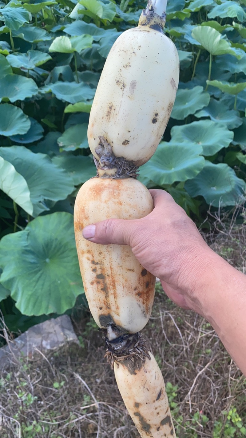 云南莲藕大量上市，保证质量，货源充足。
