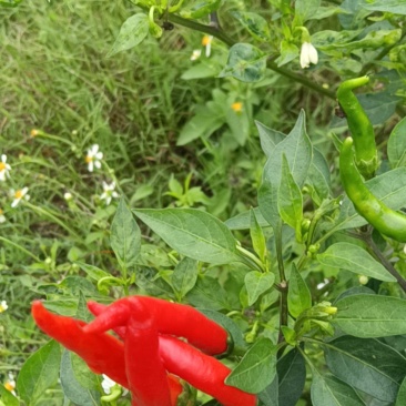 小米辣