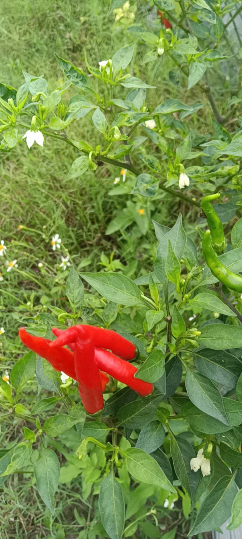 小米辣