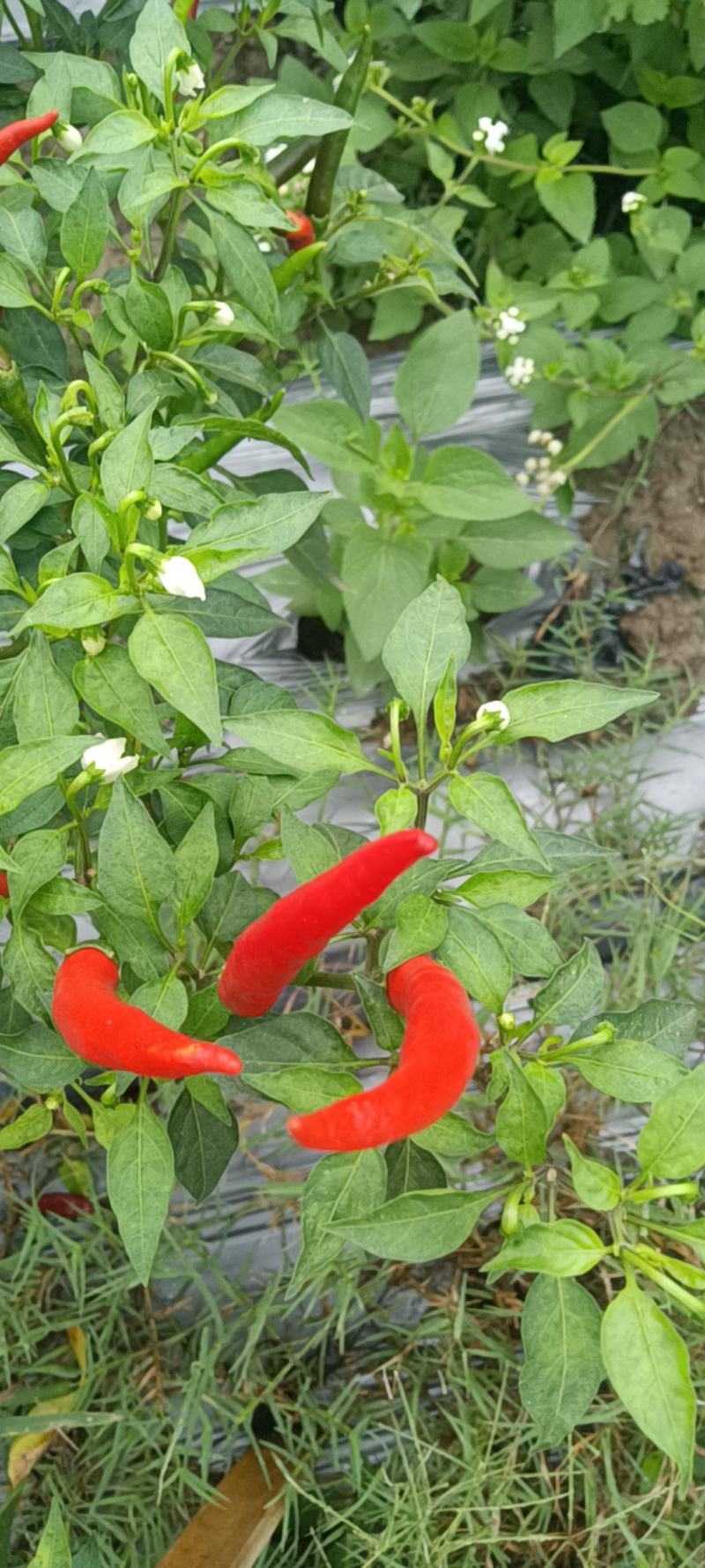 小米辣